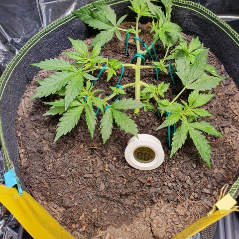 Auto Daiquiri Lime (Dutch Passion) growlog timeline photo