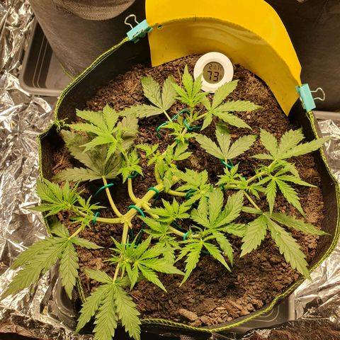 Auto Daiquiri Lime (Dutch Passion) growlog timeline photo