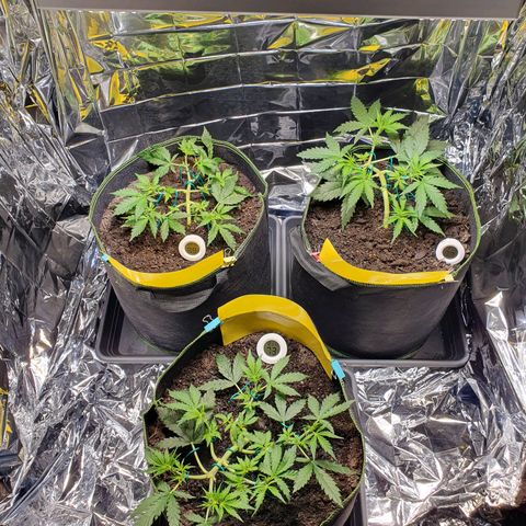 Auto Daiquiri Lime (Dutch Passion) growlog timeline photo