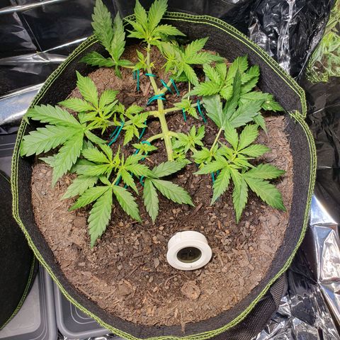 Auto Daiquiri Lime (Dutch Passion) growlog timeline photo