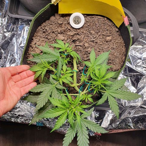 Auto Daiquiri Lime (Dutch Passion) growlog timeline photo
