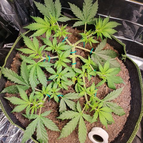 Auto Daiquiri Lime (Dutch Passion) growlog timeline photo