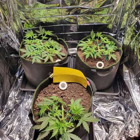 Auto Daiquiri Lime (Dutch Passion) growlog timeline photo