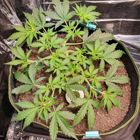 Auto Daiquiri Lime (Dutch Passion) growlog timeline photo