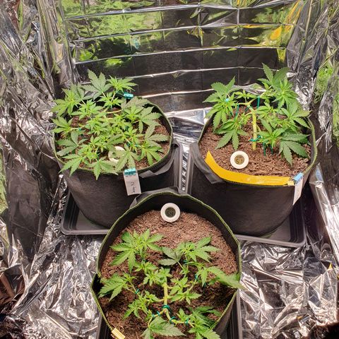Auto Daiquiri Lime (Dutch Passion) growlog timeline photo