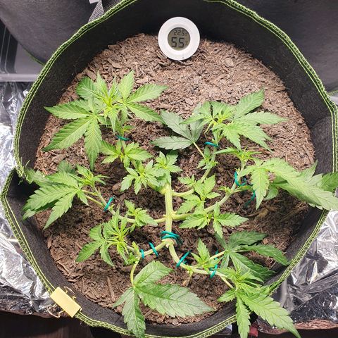 Auto Daiquiri Lime (Dutch Passion) growlog timeline photo