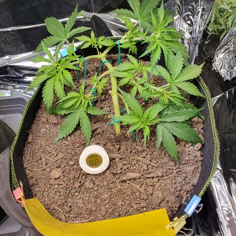 Auto Daiquiri Lime (Dutch Passion) growlog timeline photo