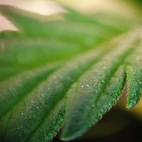 Auto Daiquiri Lime (Dutch Passion) growlog photo: Blütephase gestartet 