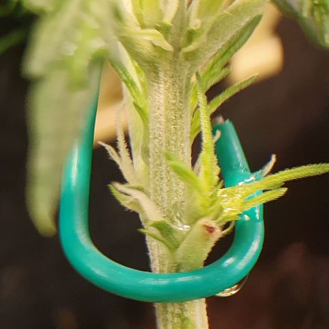 Auto Daiquiri Lime (Dutch Passion) growlog photo: Blütephase gestartet 