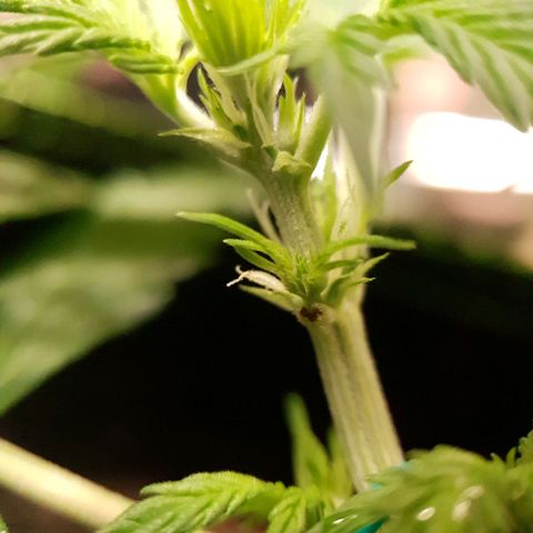 Auto Daiquiri Lime (Dutch Passion) growlog photo: Blütephase gestartet 