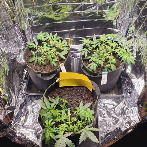 Auto Daiquiri Lime (Dutch Passion) growlog photo: Blütephase gestartet 