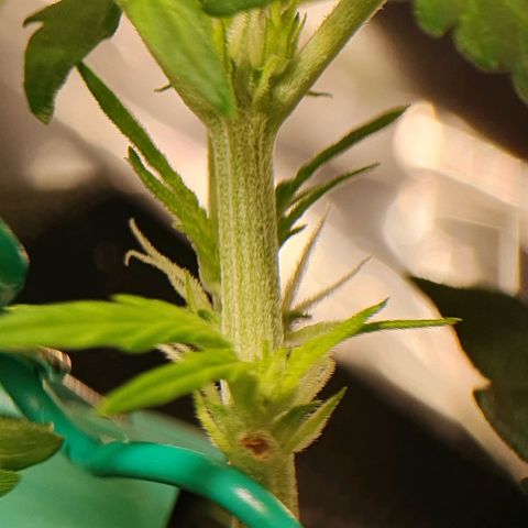 Auto Daiquiri Lime (Dutch Passion) growlog photo: Blütephase gestartet 