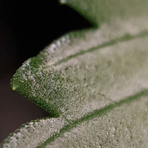 Auto Daiquiri Lime (Dutch Passion) growlog photo: Blütephase gestartet 