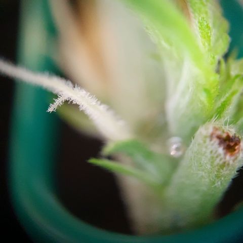Auto Daiquiri Lime (Dutch Passion) growlog photo: Blütephase gestartet 