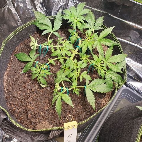 Auto Daiquiri Lime (Dutch Passion) growlog photo: Blütephase gestartet 