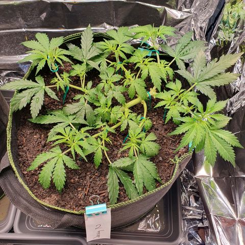 Auto Daiquiri Lime (Dutch Passion) growlog photo: Blütephase gestartet 