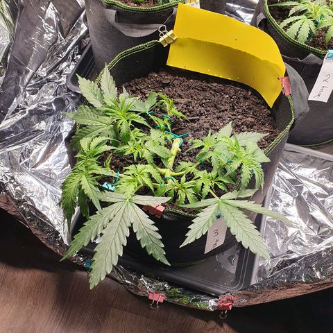 Auto Daiquiri Lime (Dutch Passion) growlog photo: Blütephase gestartet 