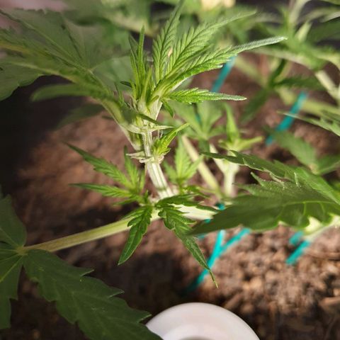 Auto Daiquiri Lime (Dutch Passion) growlog timeline photo