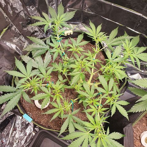 Auto Daiquiri Lime (Dutch Passion) growlog timeline photo