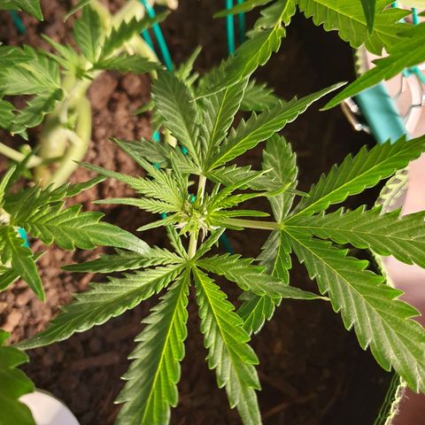 Auto Daiquiri Lime (Dutch Passion) growlog timeline photo