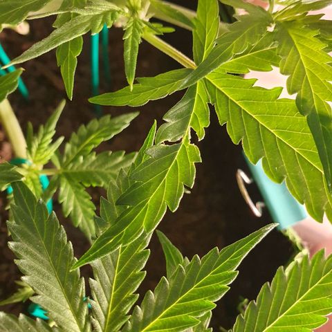 Auto Daiquiri Lime (Dutch Passion) growlog timeline photo