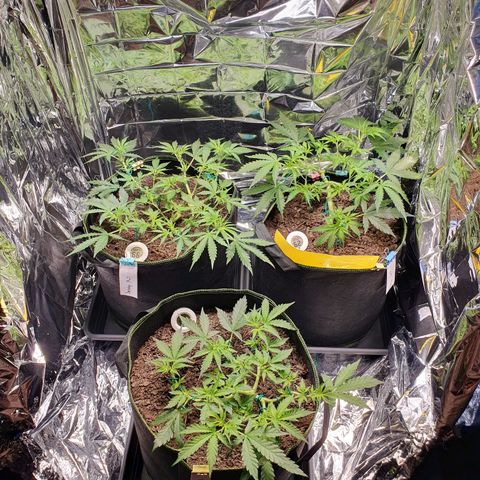 Auto Daiquiri Lime (Dutch Passion) growlog timeline photo