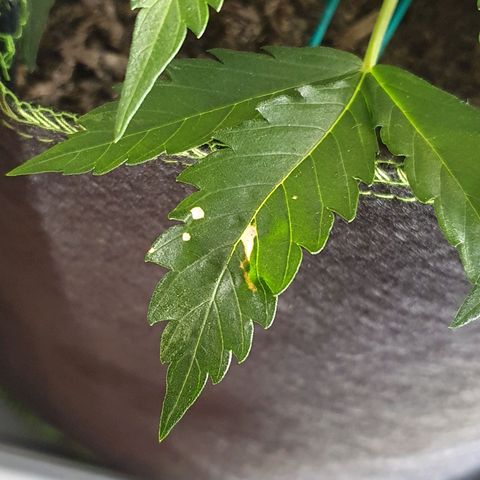 Auto Daiquiri Lime (Dutch Passion) growlog timeline photo