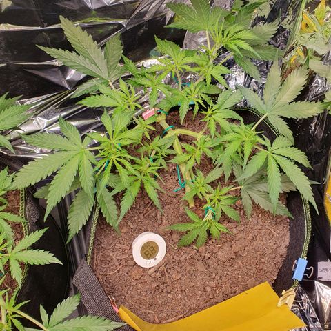 Auto Daiquiri Lime (Dutch Passion) growlog timeline photo