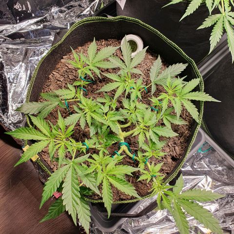 Auto Daiquiri Lime (Dutch Passion) growlog timeline photo
