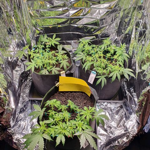 Auto Daiquiri Lime (Dutch Passion) growlog timeline photo