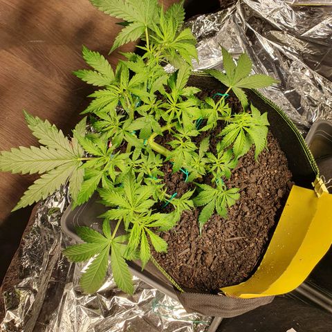 Auto Daiquiri Lime (Dutch Passion) growlog timeline photo