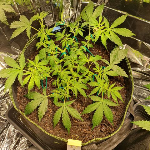 Auto Daiquiri Lime (Dutch Passion) growlog timeline photo