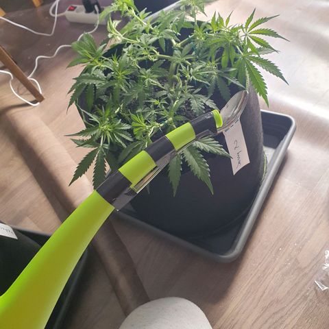 Auto Daiquiri Lime (Dutch Passion) growlog timeline photo