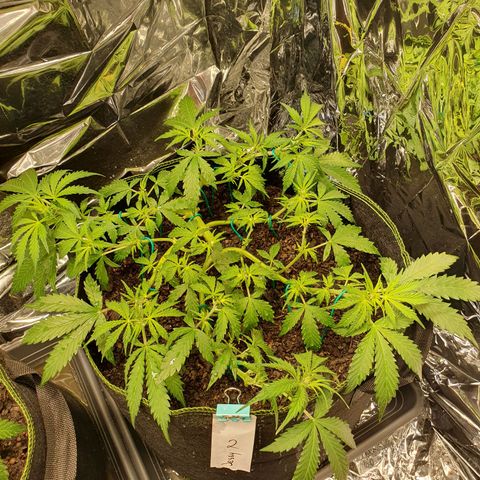 Auto Daiquiri Lime (Dutch Passion) growlog timeline photo