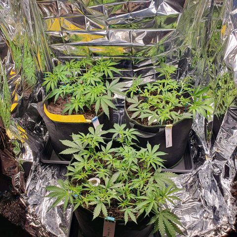 Auto Daiquiri Lime (Dutch Passion) growlog timeline photo