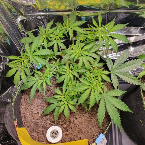 Auto Daiquiri Lime (Dutch Passion) growlog timeline photo