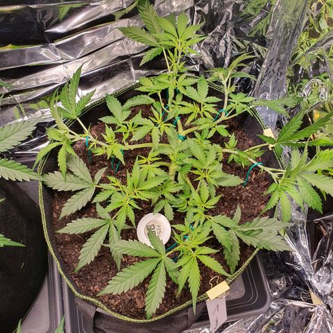 Auto Daiquiri Lime (Dutch Passion) growlog timeline photo