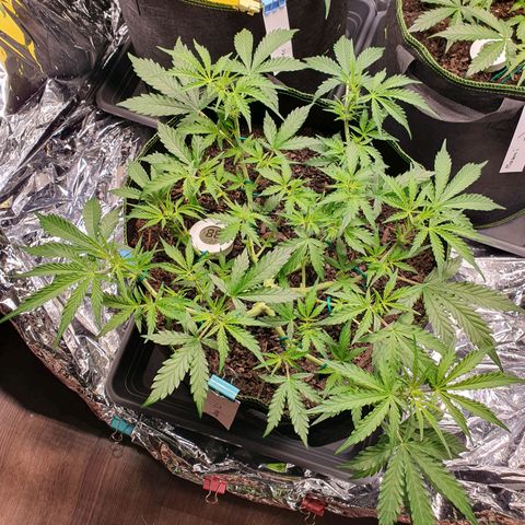 Auto Daiquiri Lime (Dutch Passion) growlog timeline photo