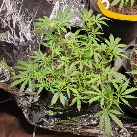 Auto Daiquiri Lime (Dutch Passion) growlog timeline photo