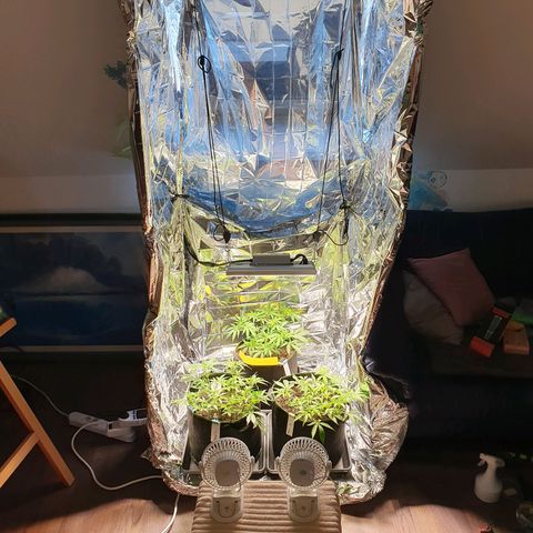 Auto Daiquiri Lime (Dutch Passion) growlog timeline photo