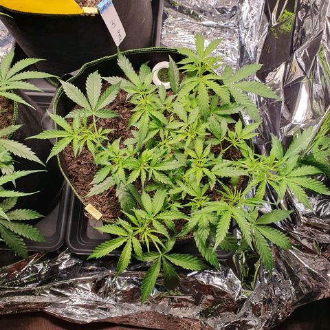 Auto Daiquiri Lime (Dutch Passion) growlog timeline photo
