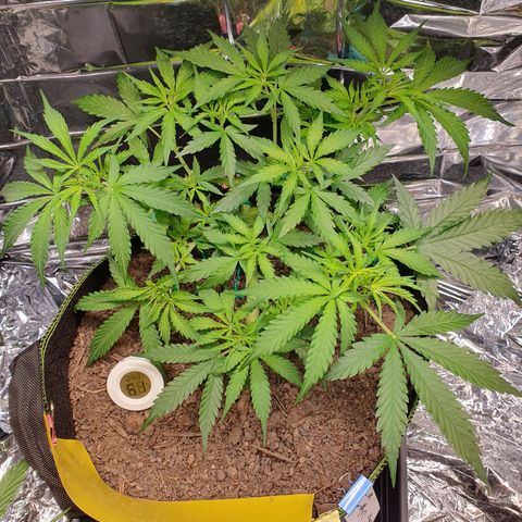 Auto Daiquiri Lime (Dutch Passion) growlog timeline photo