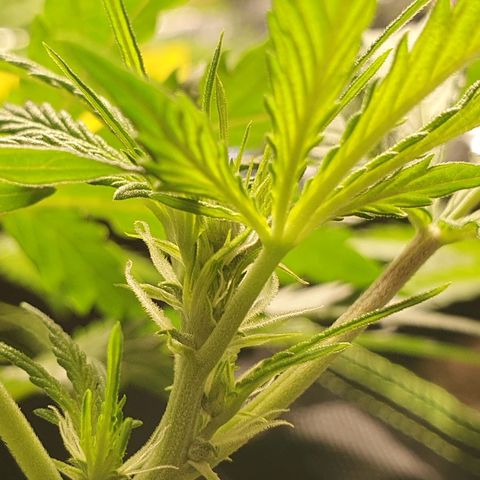 Auto Daiquiri Lime (Dutch Passion) growlog timeline photo