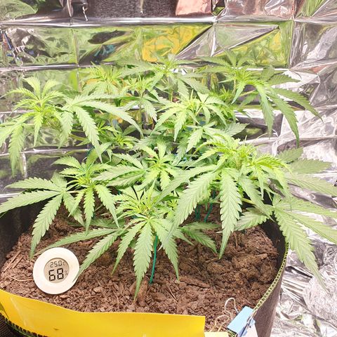 Auto Daiquiri Lime (Dutch Passion) growlog timeline photo