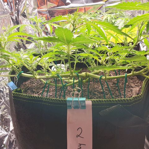 Auto Daiquiri Lime (Dutch Passion) growlog timeline photo