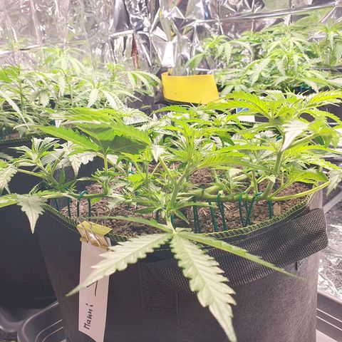 Auto Daiquiri Lime (Dutch Passion) growlog timeline photo