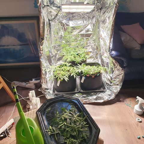 Auto Daiquiri Lime (Dutch Passion) growlog timeline photo