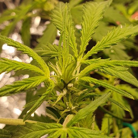 Auto Daiquiri Lime (Dutch Passion) growlog timeline photo