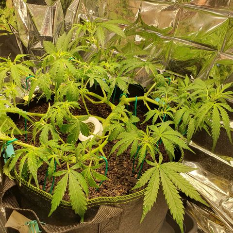 Auto Daiquiri Lime (Dutch Passion) growlog timeline photo
