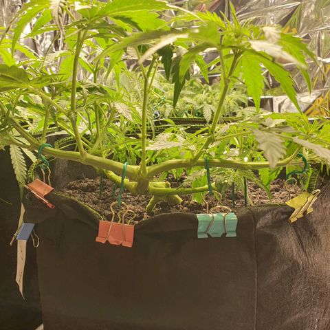 Auto Daiquiri Lime (Dutch Passion) growlog timeline photo